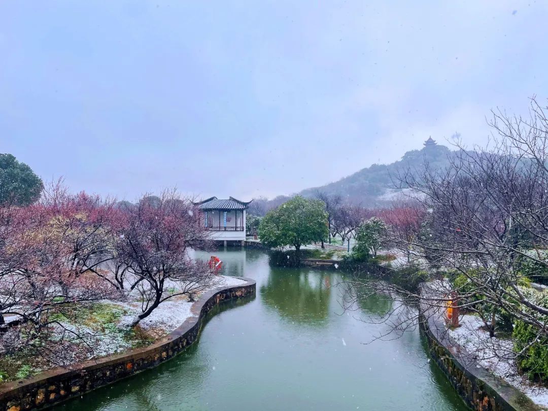香雪海花开2成！吴中“香”了！