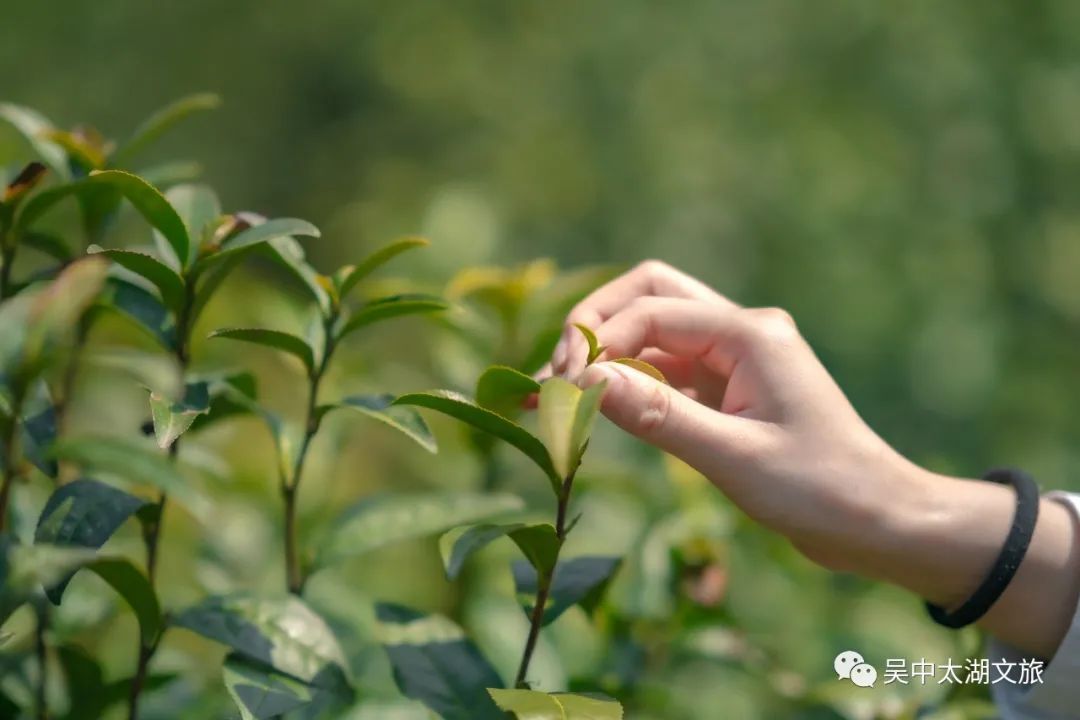 入春啦！您下单的春色正在派送中……