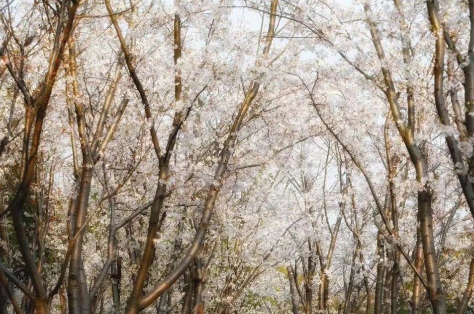 最新实拍丨吴中早樱盛开，承包你的浪漫春天！