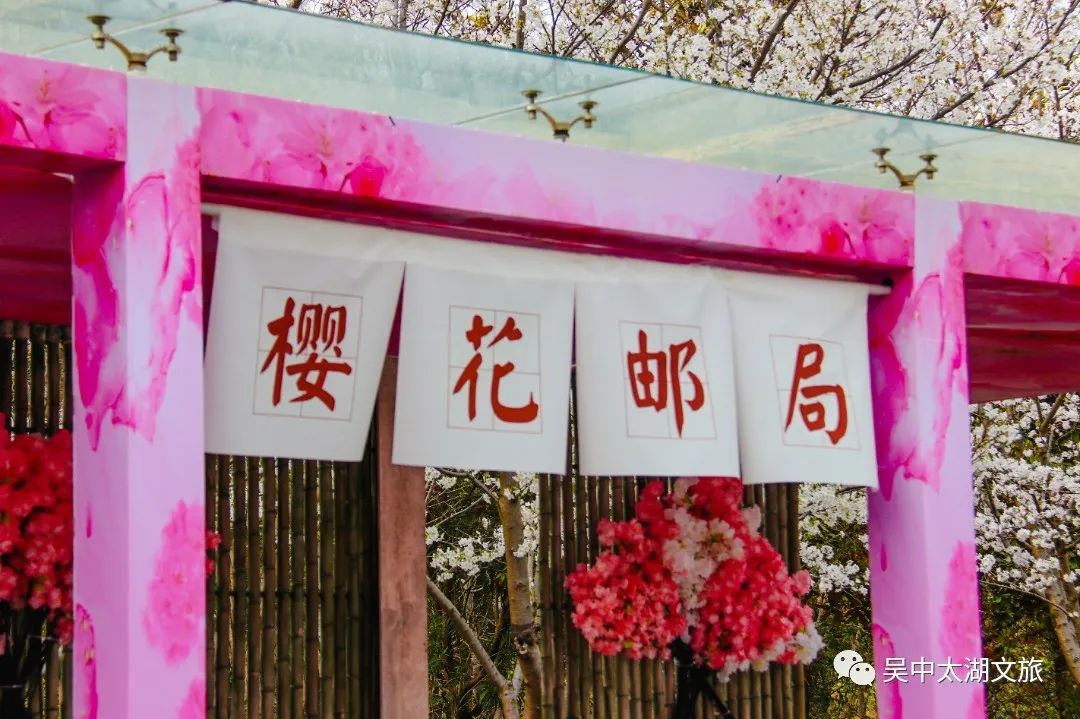 最新实拍丨吴中早樱盛开，承包你的浪漫春天！