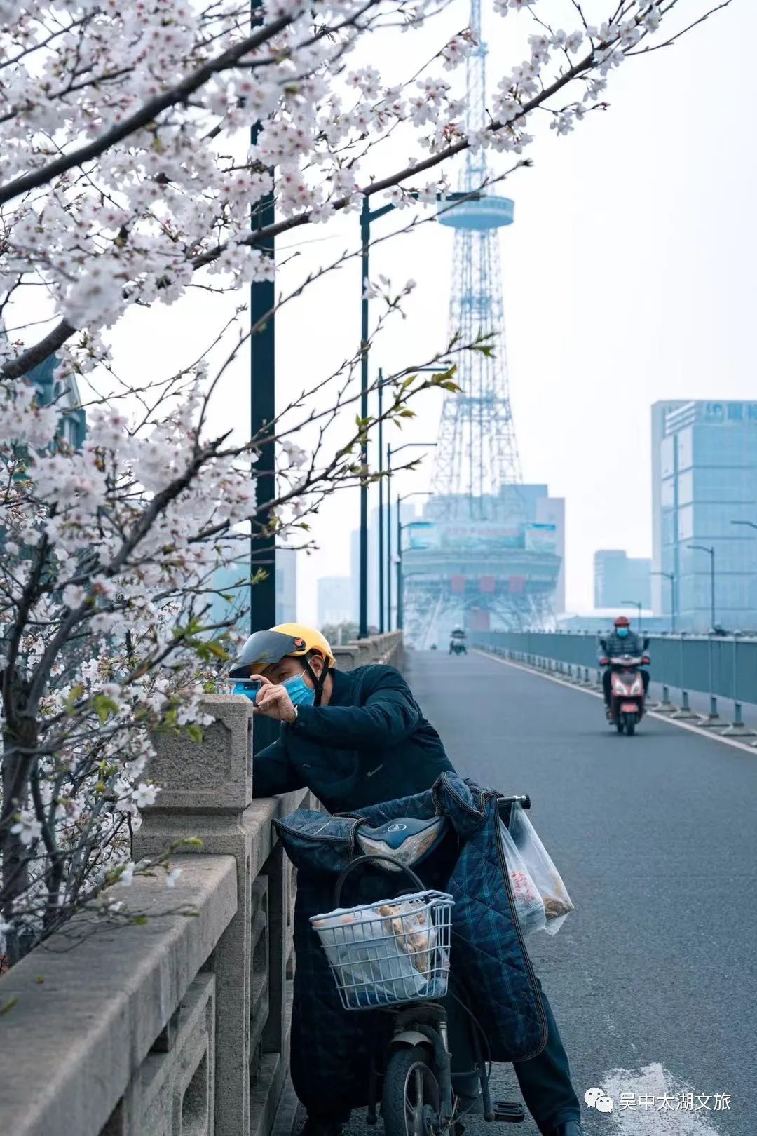 最新实拍丨吴中早樱盛开，承包你的浪漫春天！