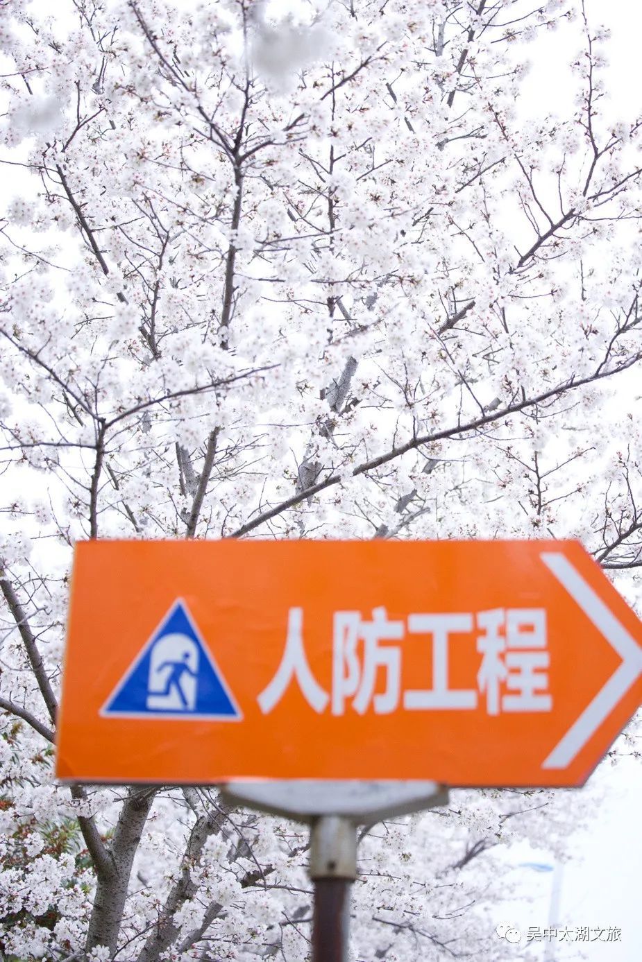 最新实拍丨吴中早樱盛开，承包你的浪漫春天！