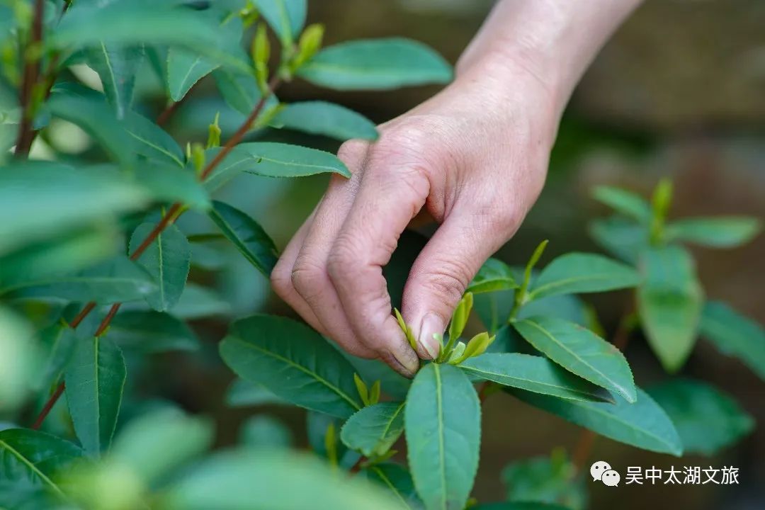 这两条茶文化旅游线路快收藏！