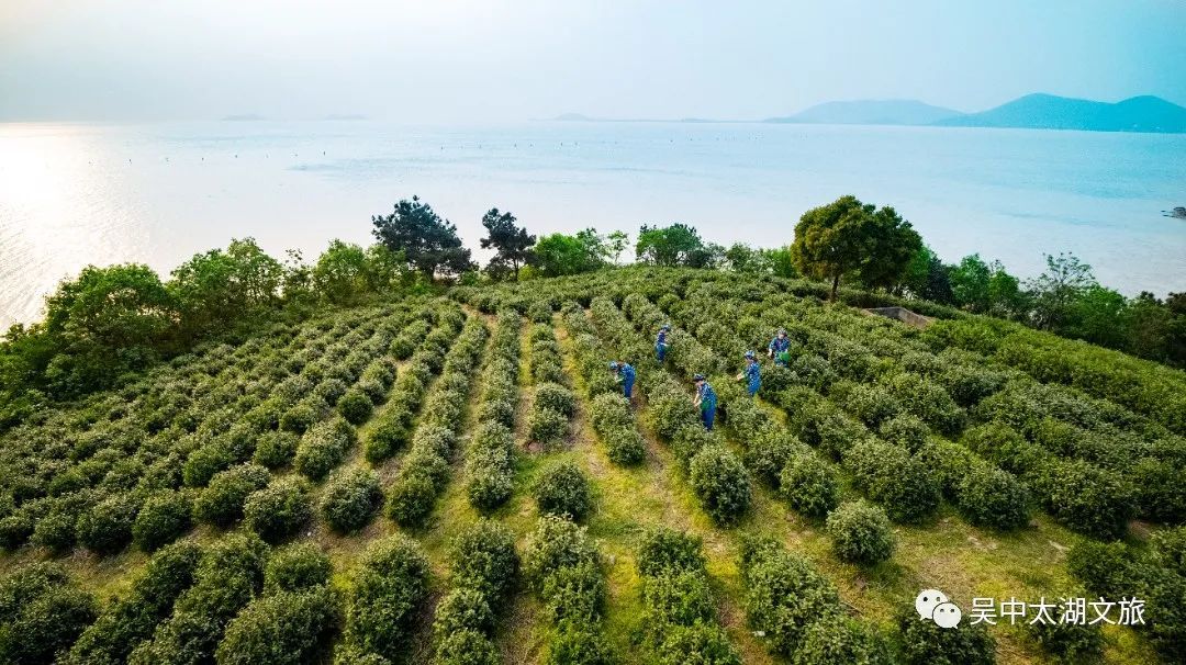 这两条茶文化旅游线路快收藏！