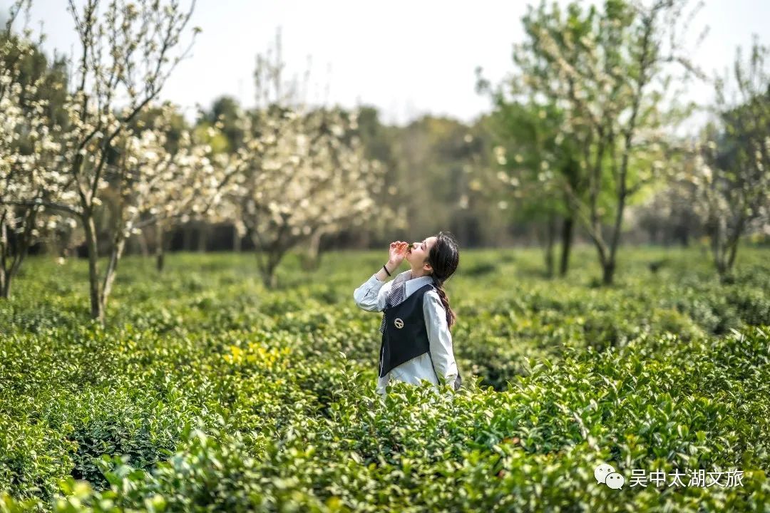 吴中春天的一分钟，会发生什么？