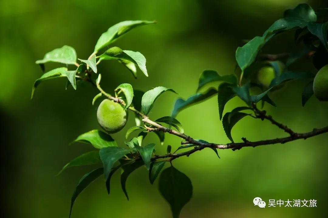 又是一年青梅季！