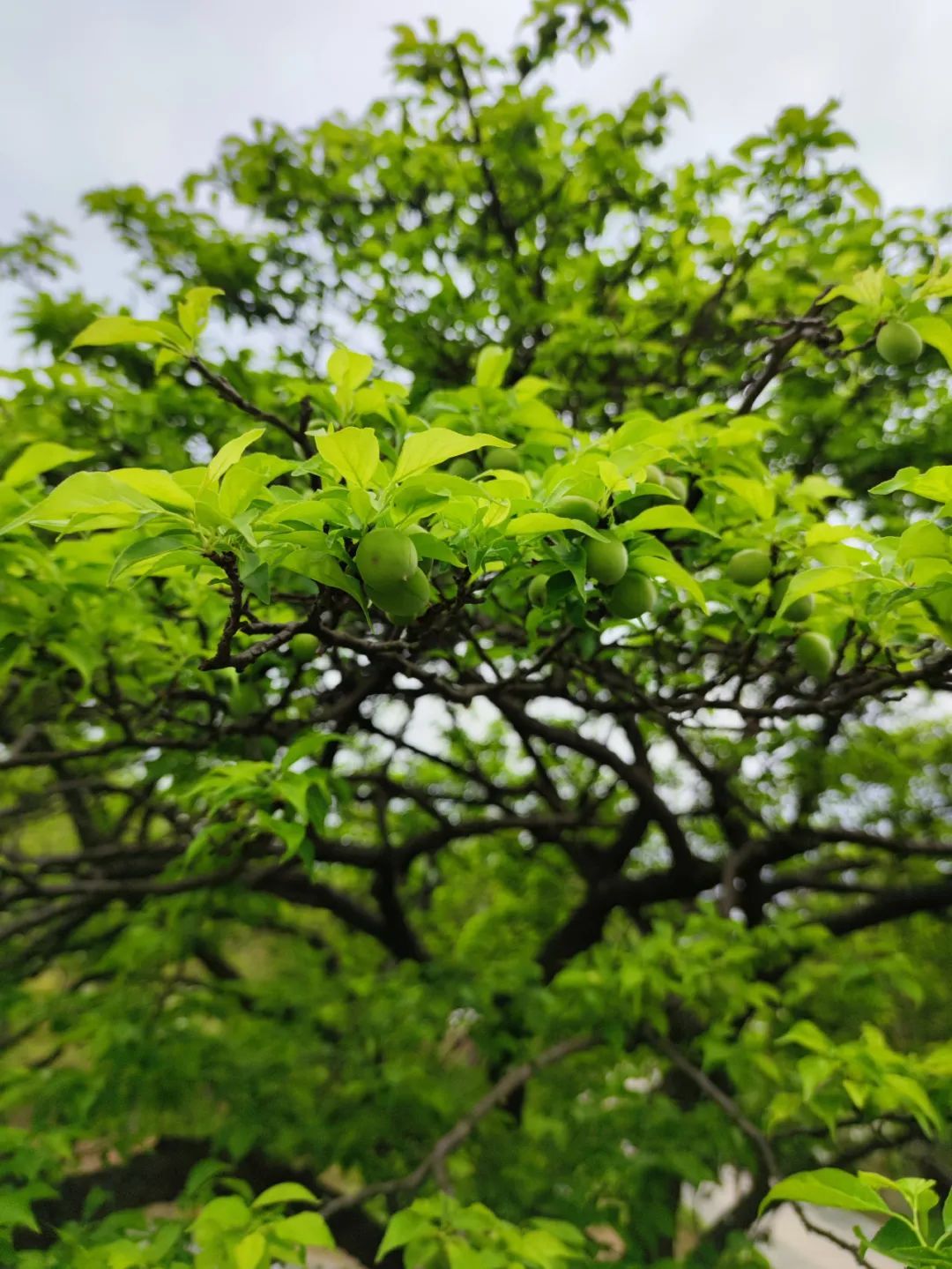 又是一年青梅季！