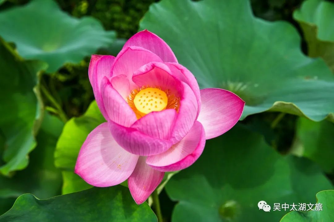 在吴中，关于夏天的20件小事！
