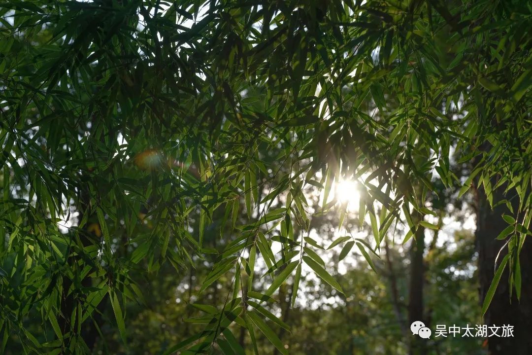 吴中初夏，“五味俱全”！