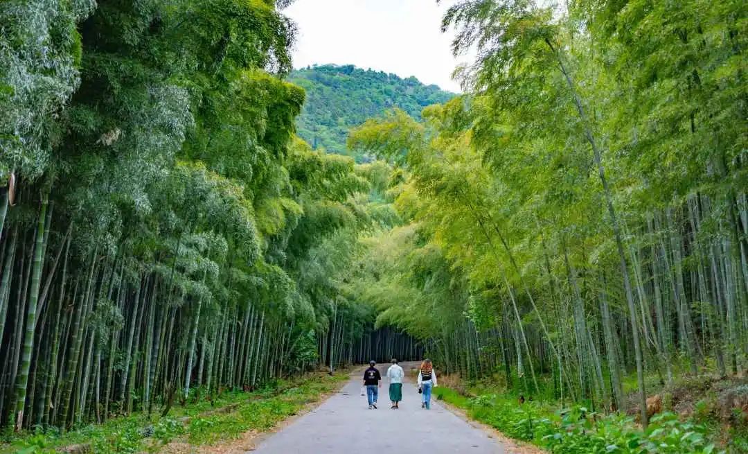 端午假期，吴中这些地方人气出“粽”！