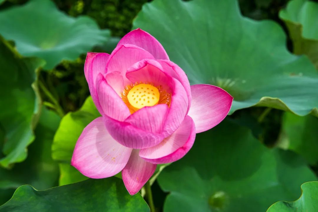 美啦！吴中荷花已“上线”，还不来瞧瞧?