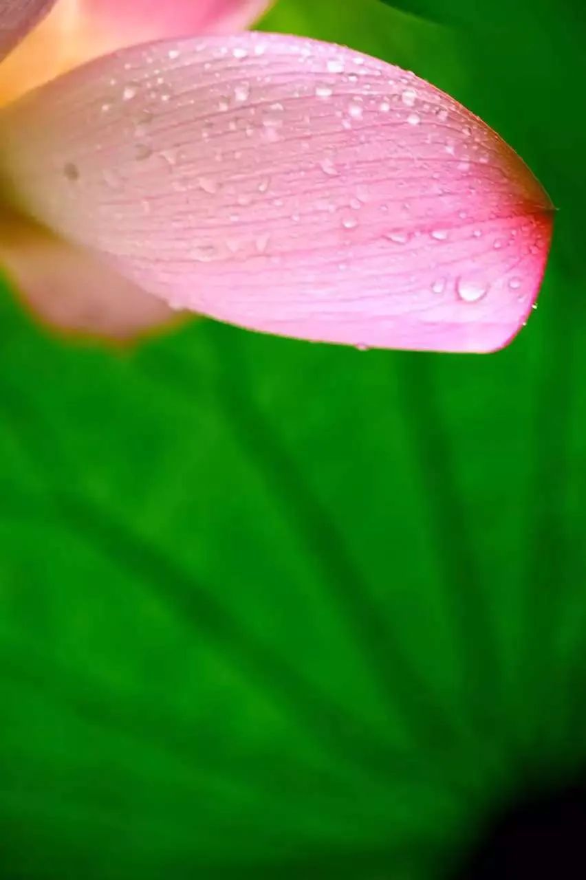 美啦！吴中荷花已“上线”，还不来瞧瞧?
