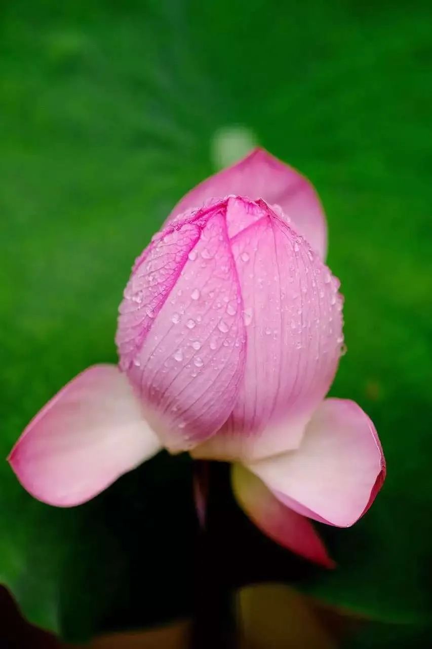 美啦！吴中荷花已“上线”，还不来瞧瞧?