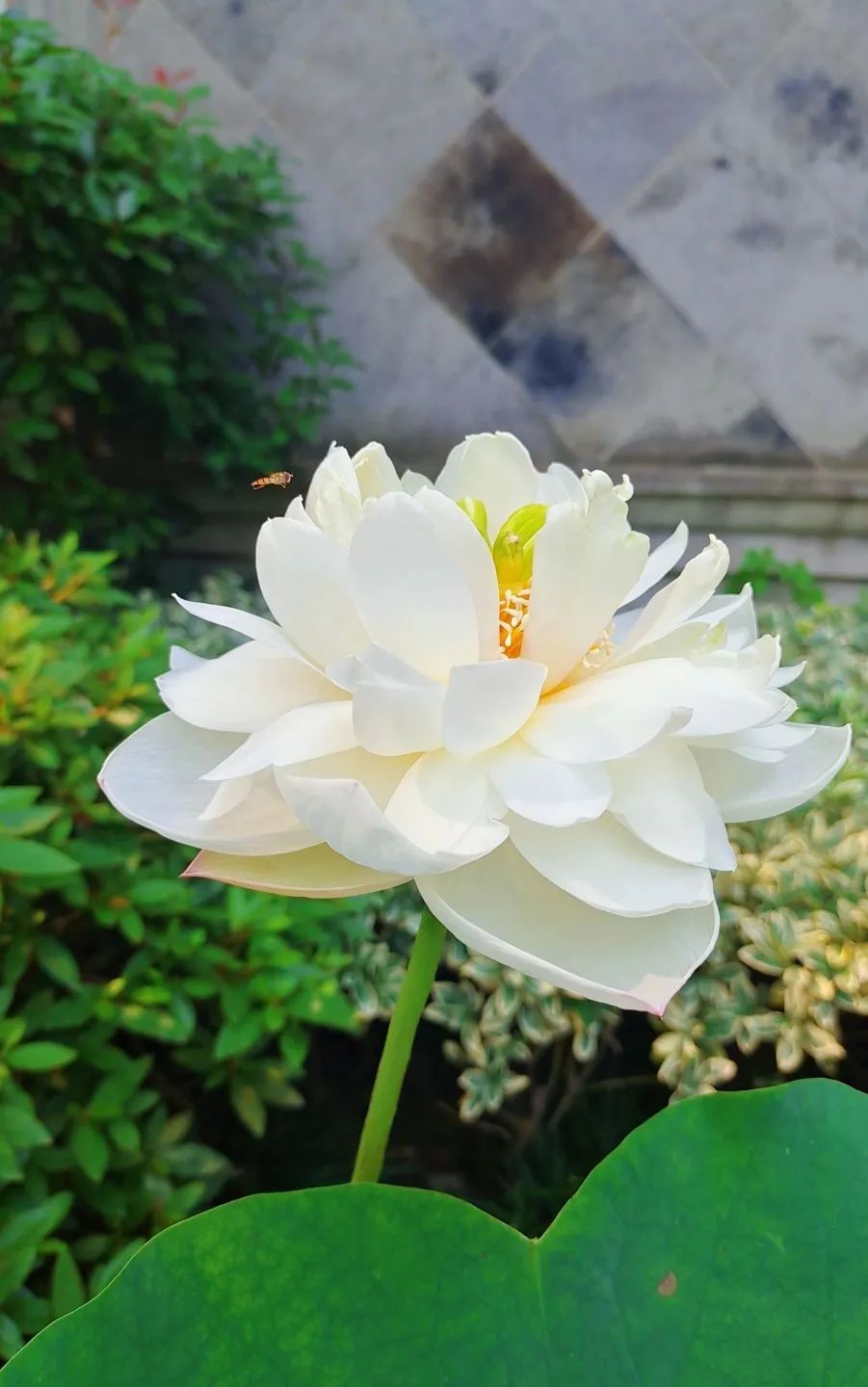美啦！吴中荷花已“上线”，还不来瞧瞧?