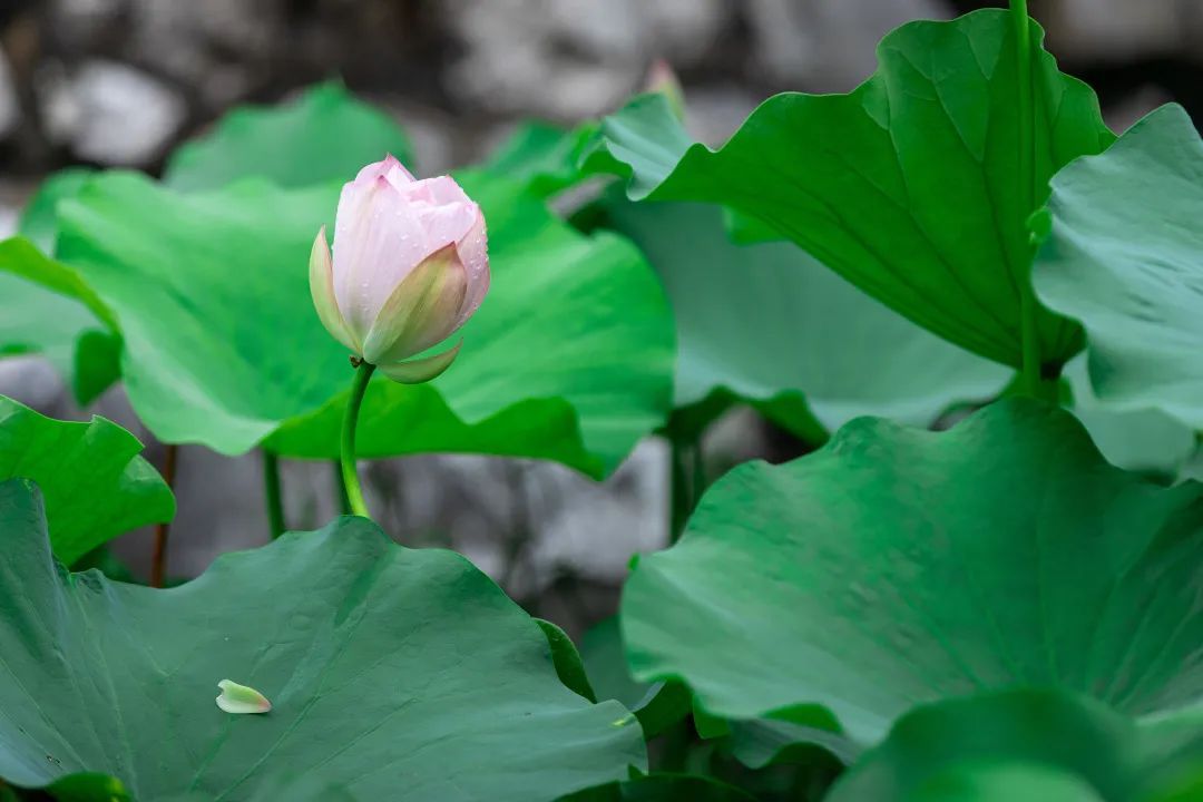 美啦！吴中荷花已“上线”，还不来瞧瞧?