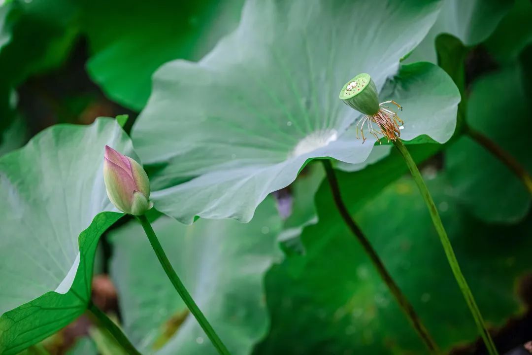 美啦！吴中荷花已“上线”，还不来瞧瞧?