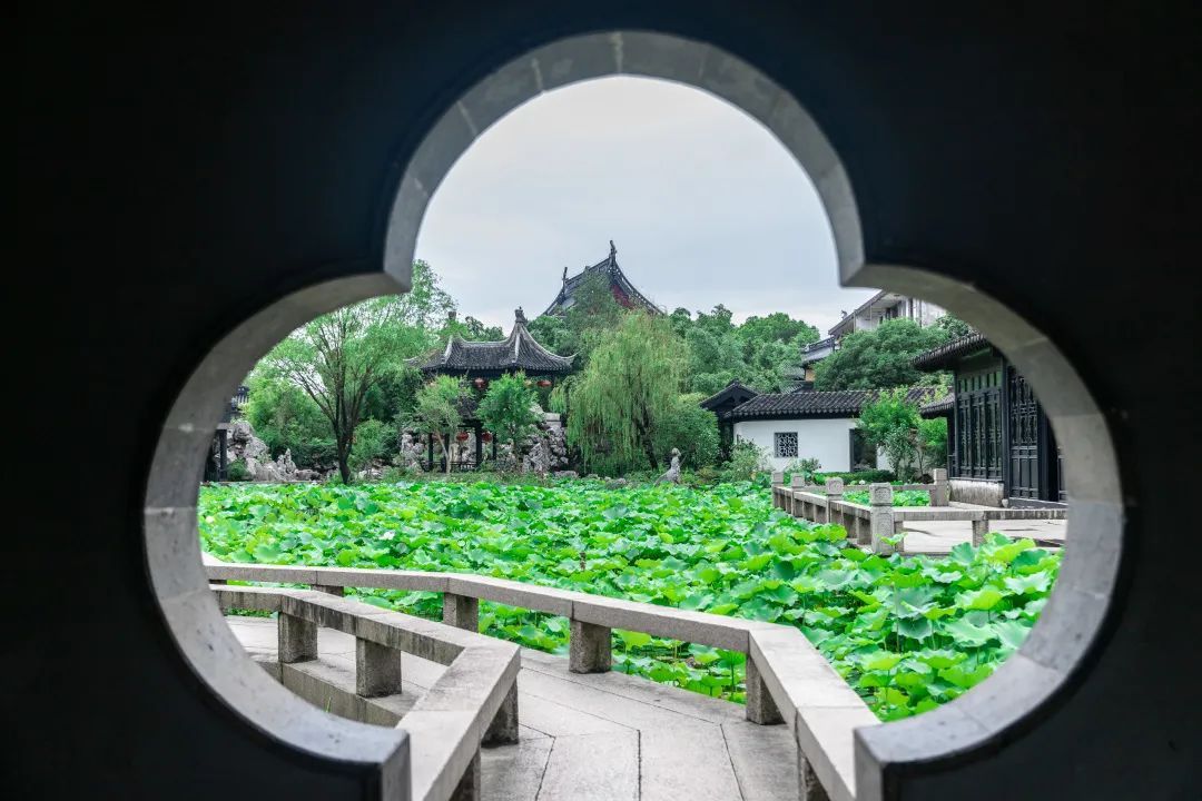 美啦！吴中荷花已“上线”，还不来瞧瞧?