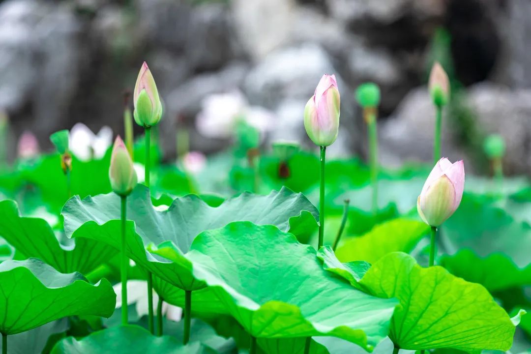 美啦！吴中荷花已“上线”，还不来瞧瞧?