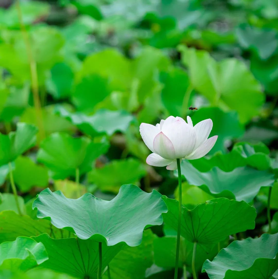 美啦！吴中荷花已“上线”，还不来瞧瞧?