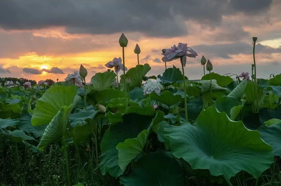美啦！吴中荷花已“上线”，还不来瞧瞧?