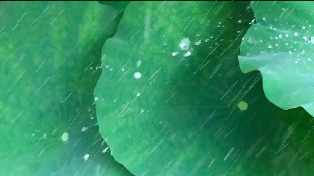 美啦！吴中荷花已“上线”，还不来瞧瞧?
