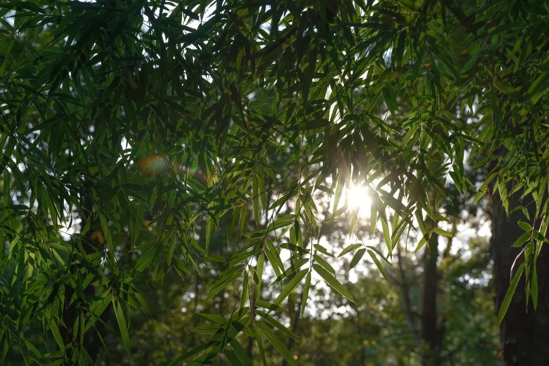 解锁吴中避暑胜地，足够你凉爽一夏！