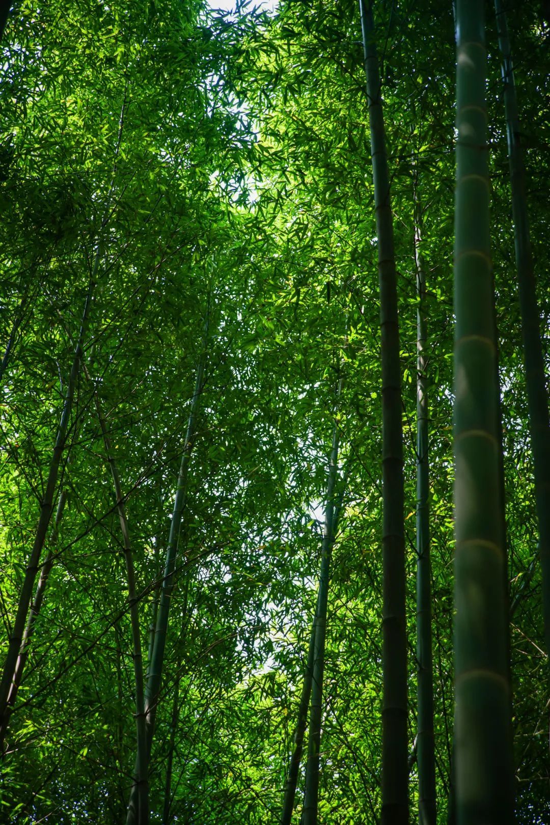 解锁吴中避暑胜地，足够你凉爽一夏！