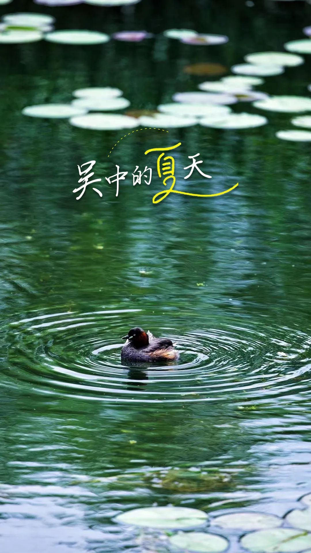 最新实拍！吴中夏天的心动瞬间！