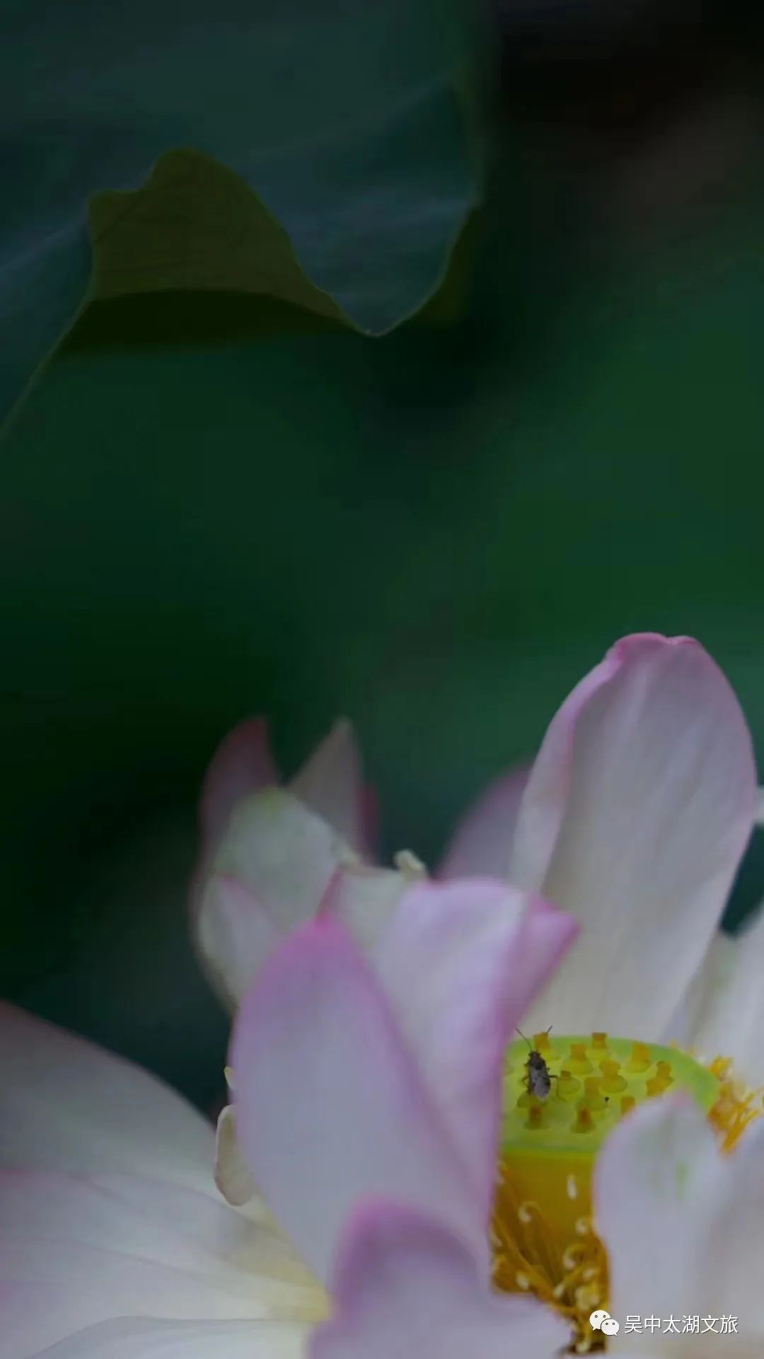 最新实拍！吴中夏天的心动瞬间！