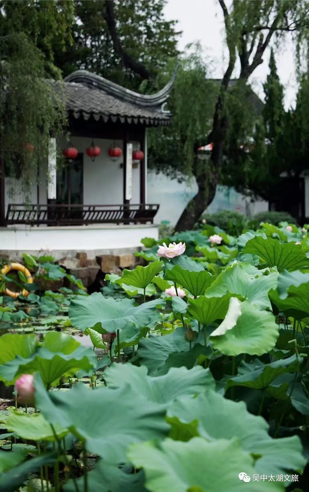 最新实拍！吴中夏天的心动瞬间！