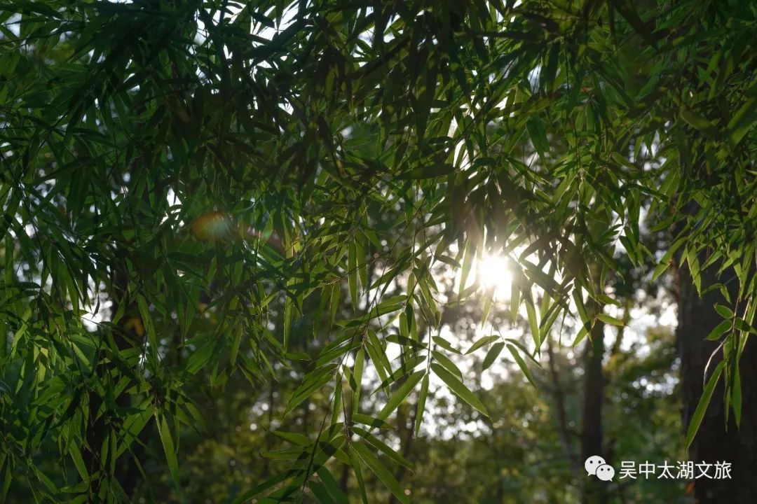吴中最消暑的玩法是……