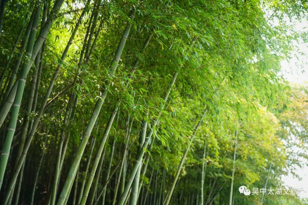 吴中最消暑的玩法是……