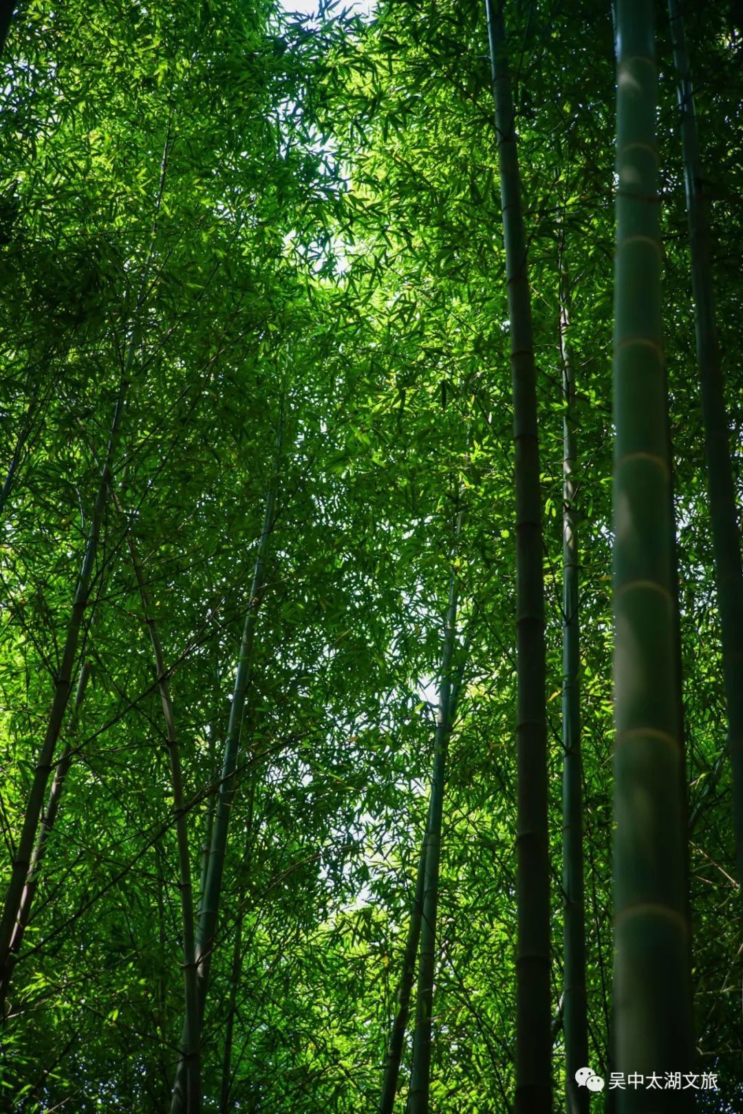 吴中最消暑的玩法是……