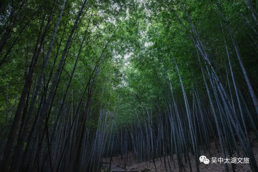 吴中最消暑的玩法是……