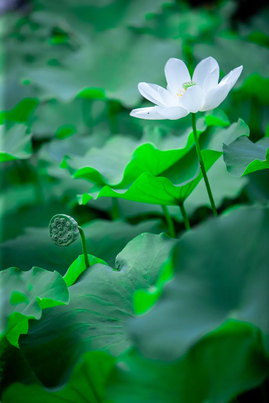 吴中最消暑的玩法是……