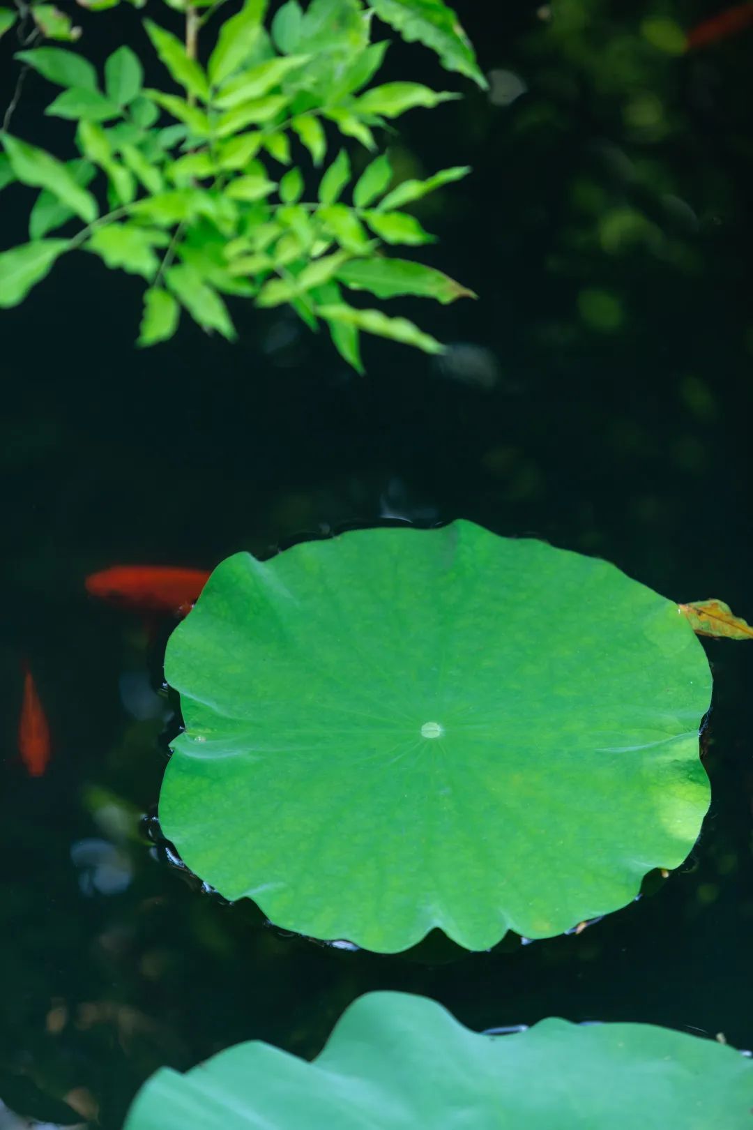 吴中最消暑的玩法是……