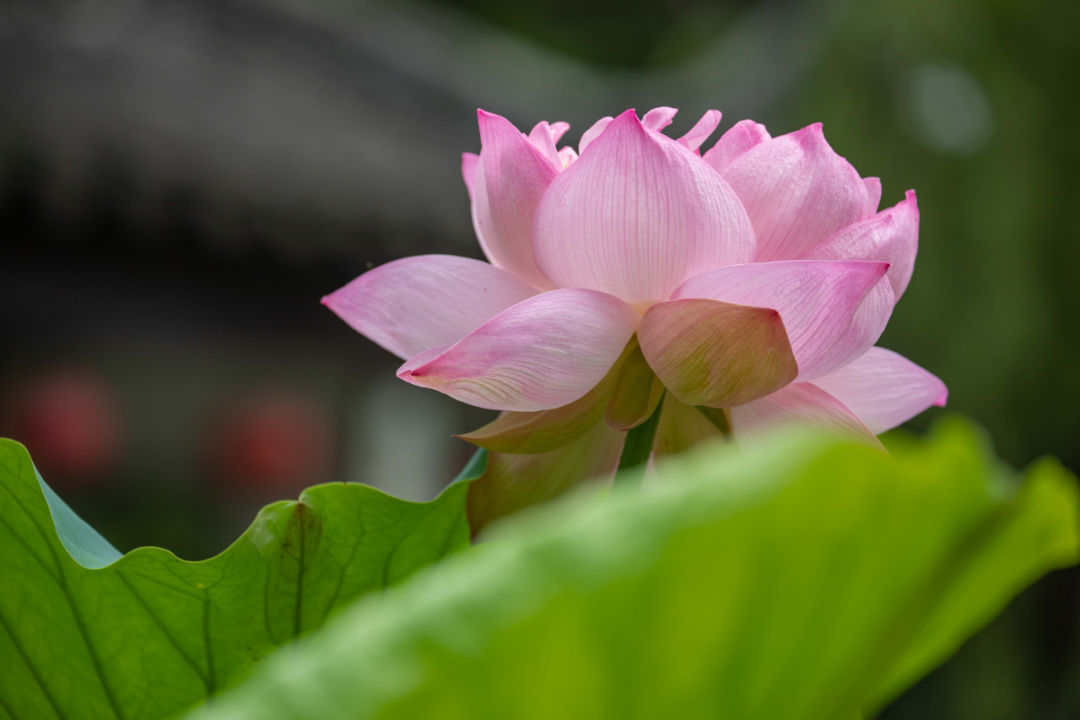 吴中最消暑的玩法是……