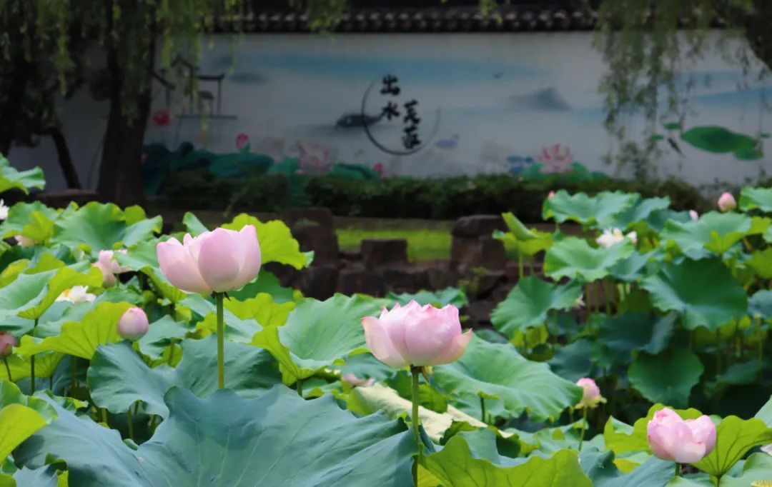 吴中最消暑的玩法是……