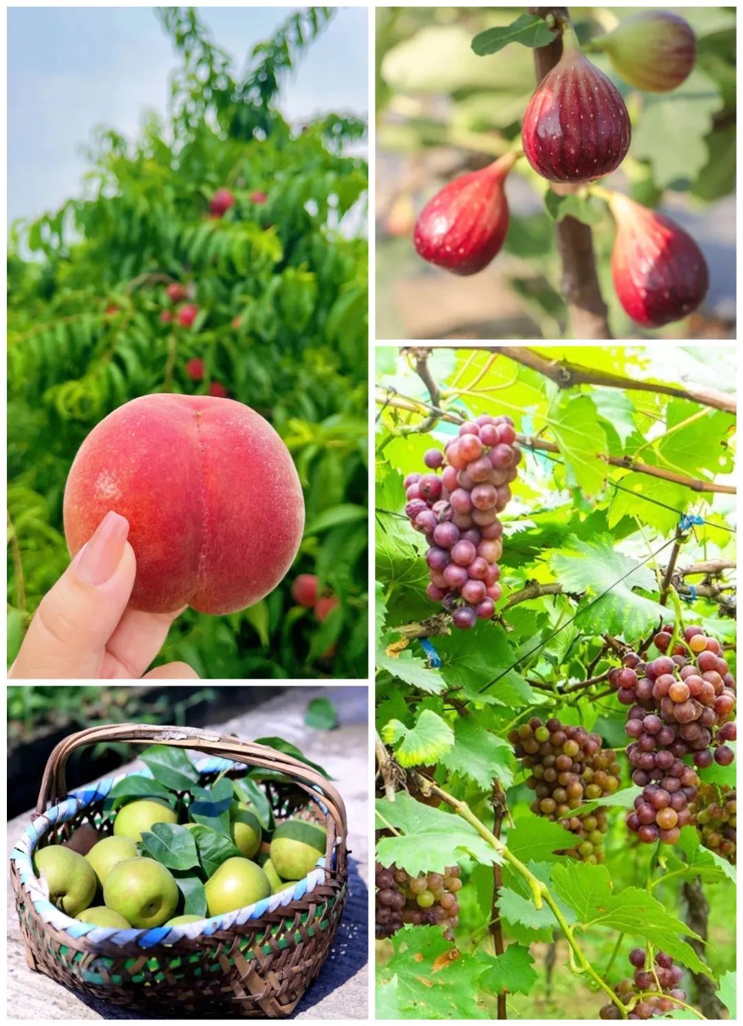 超甜预警！吴中夏季水果采摘攻略