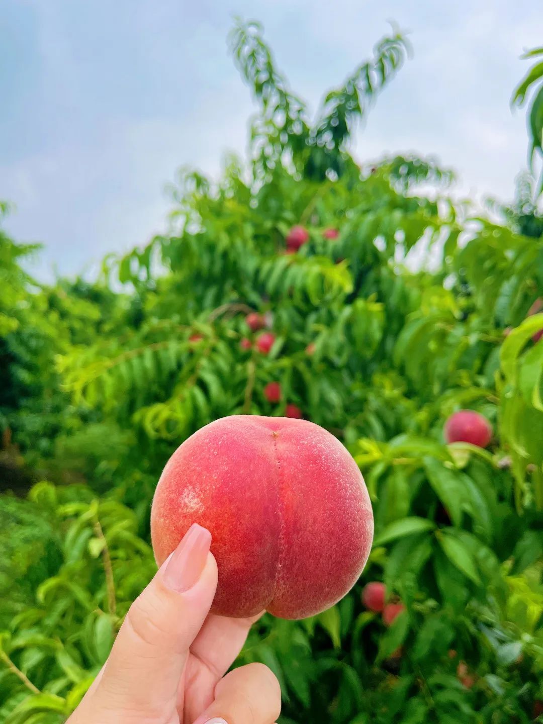 超甜预警！吴中夏季水果采摘攻略