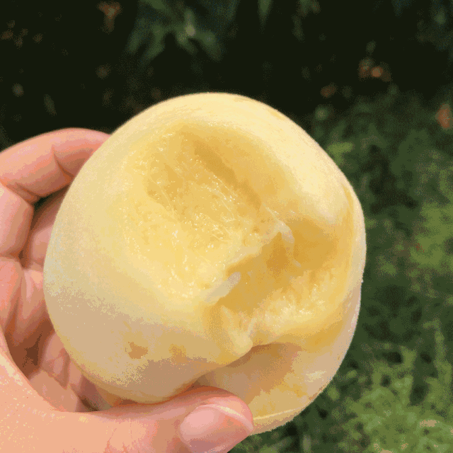 超甜预警！吴中夏季水果采摘攻略