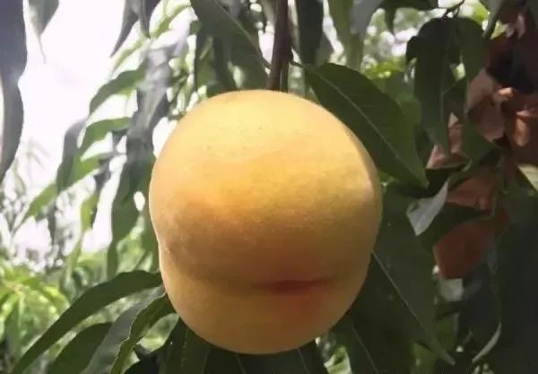 超甜预警！吴中夏季水果采摘攻略
