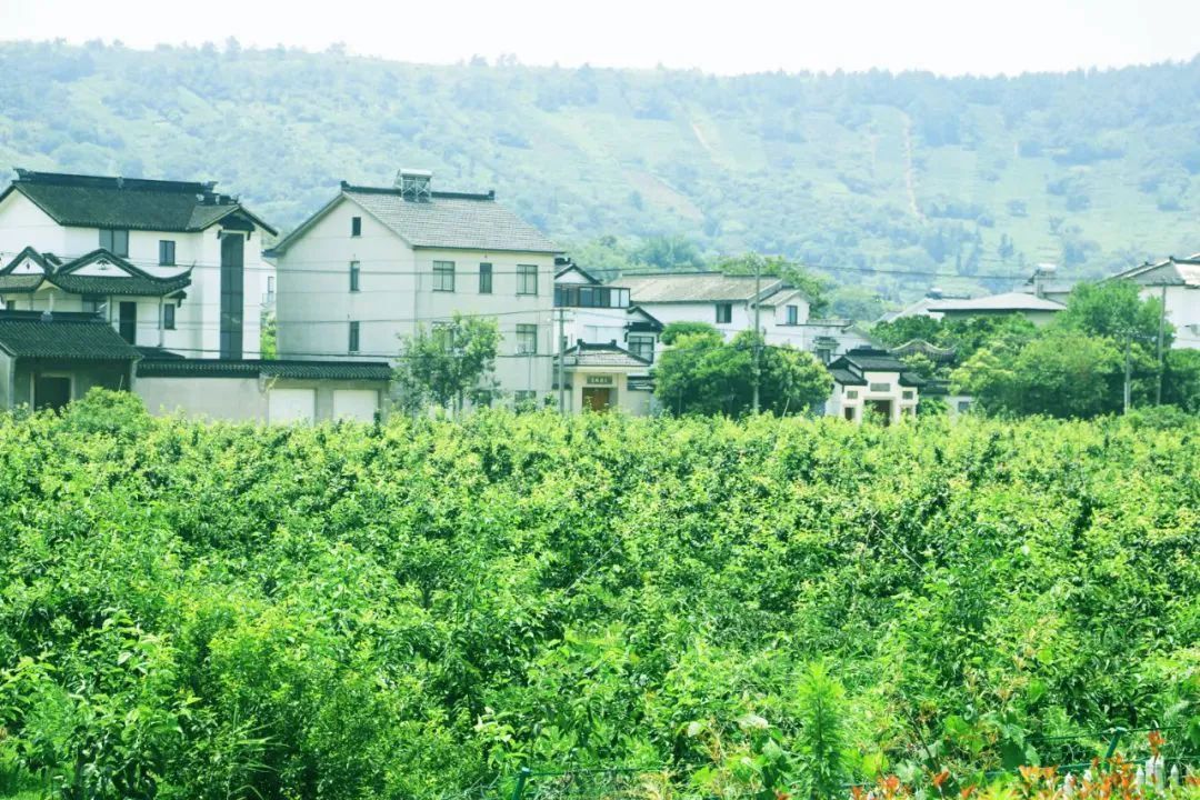 超甜预警！吴中夏季水果采摘攻略