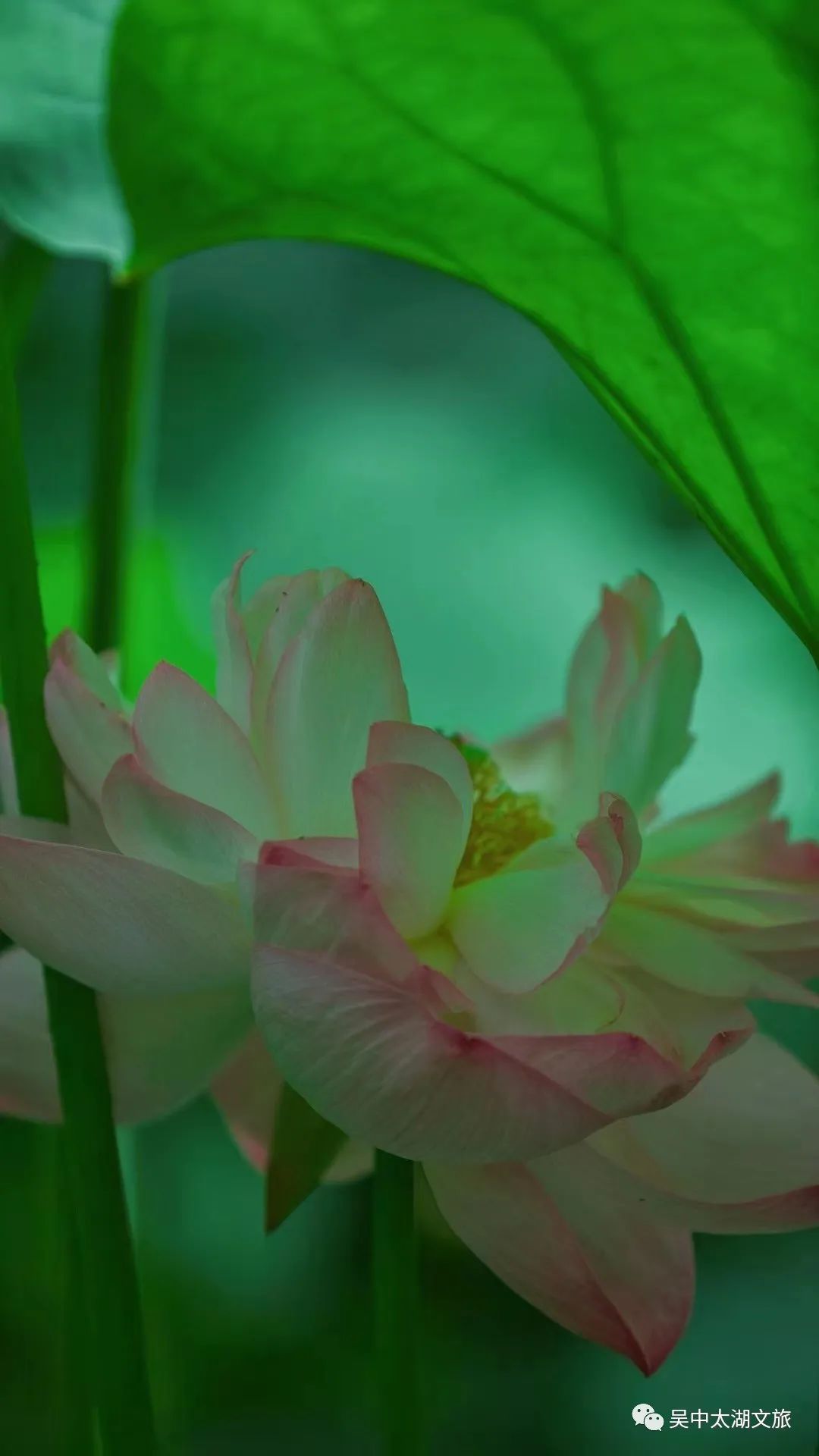 在你眼中，吴中夏天的颜色是_____