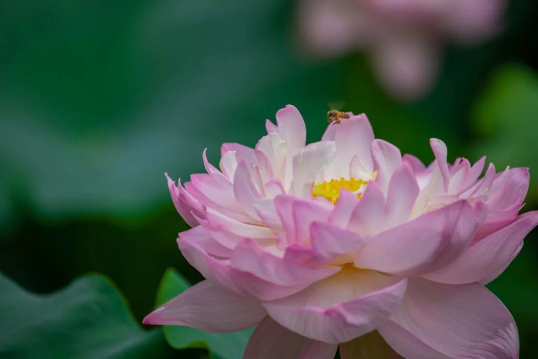在你眼中，吴中夏天的颜色是_____