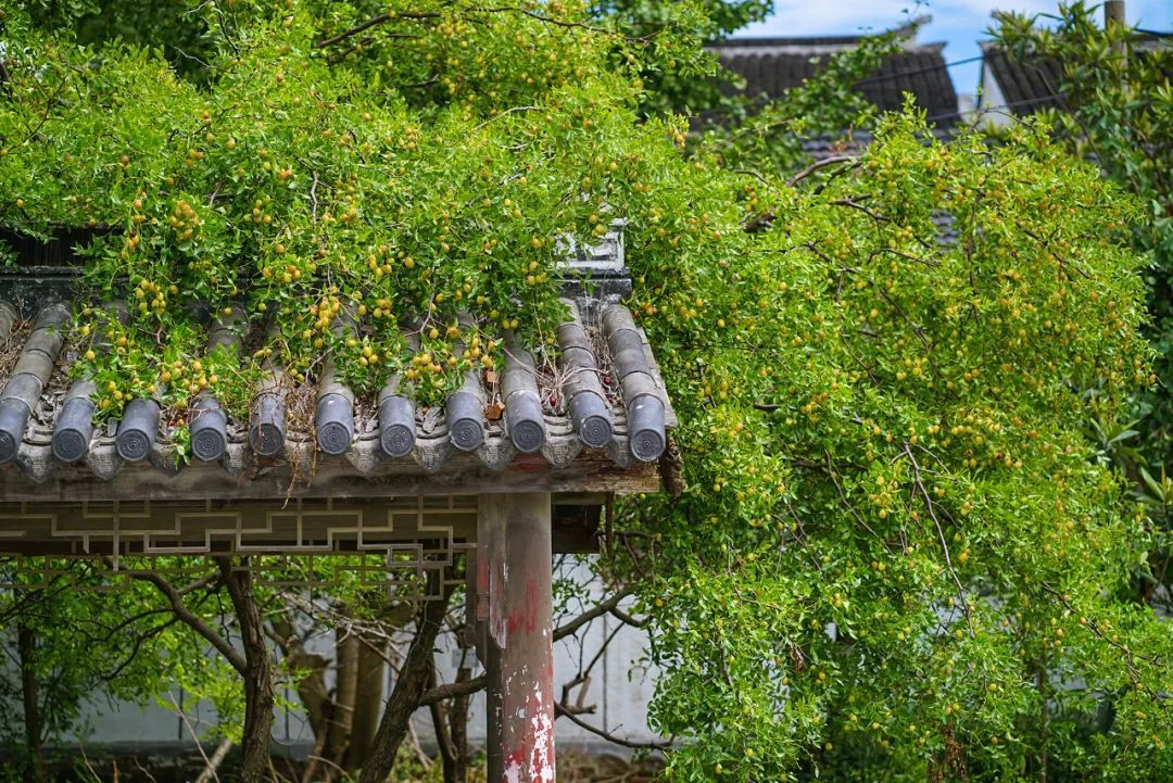 上市！“枣”该来这里了！