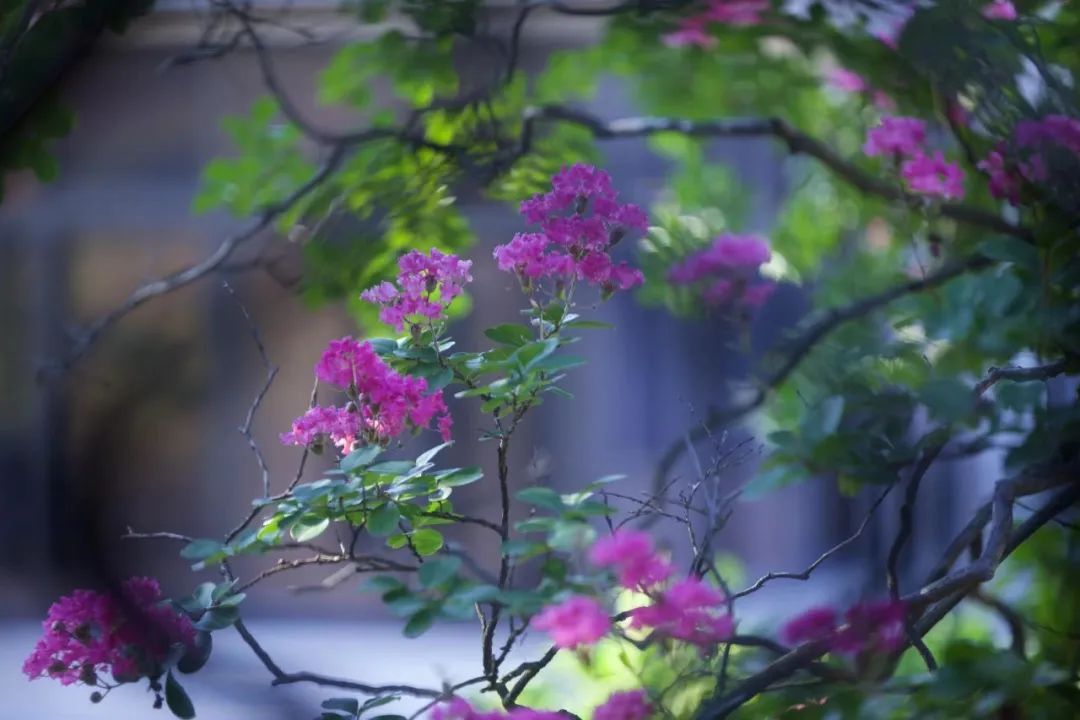 东山雕花楼，华彩绽放100年！