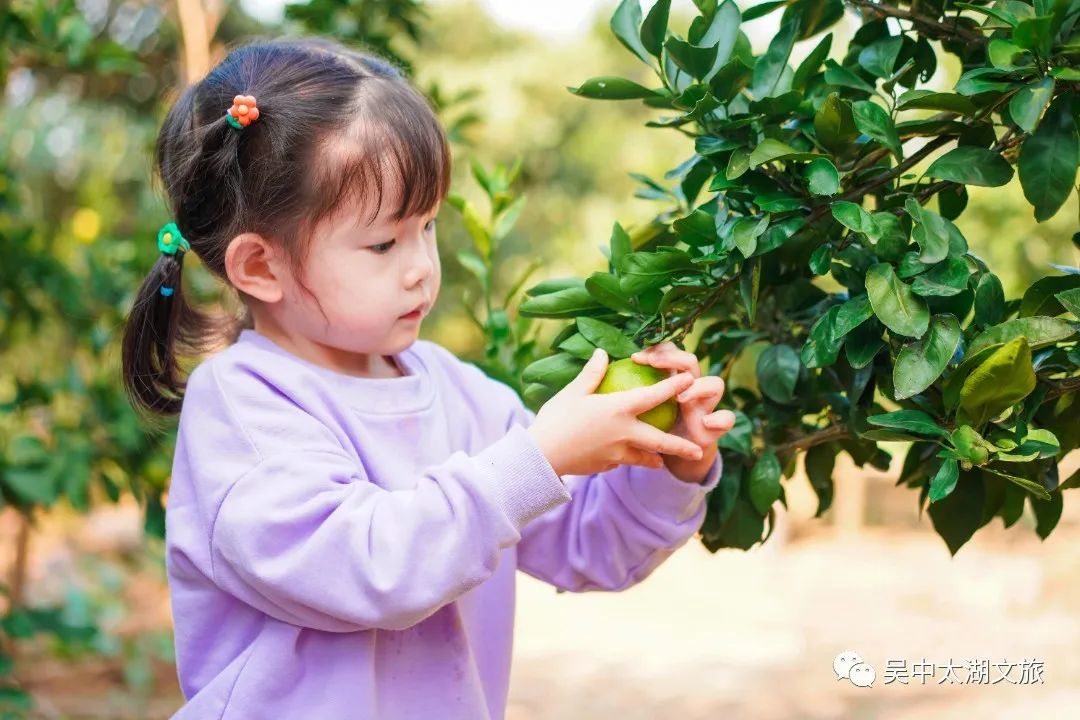 橘子红了，甜上心头！