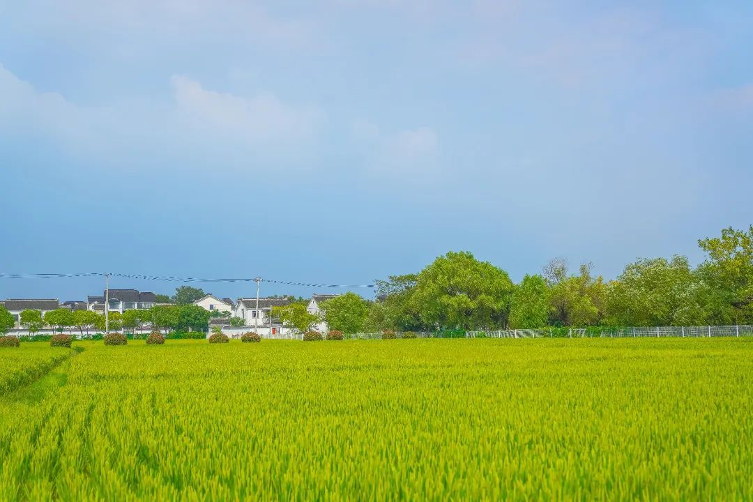 这块田里有快乐，欢迎来上一堂自然丰收课！