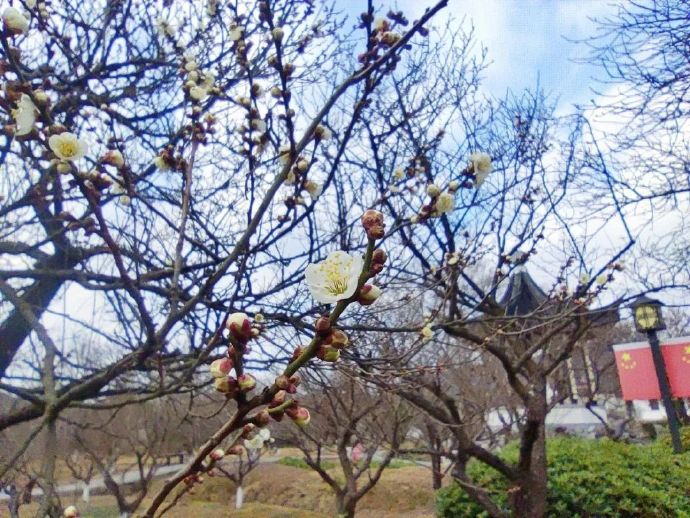 梅花初绽，来林屋梅海寻梅可好？